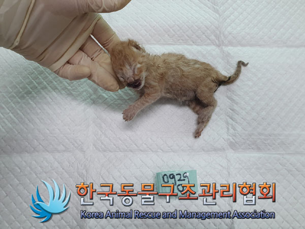 한국동물구조관리협회_411303202300524
